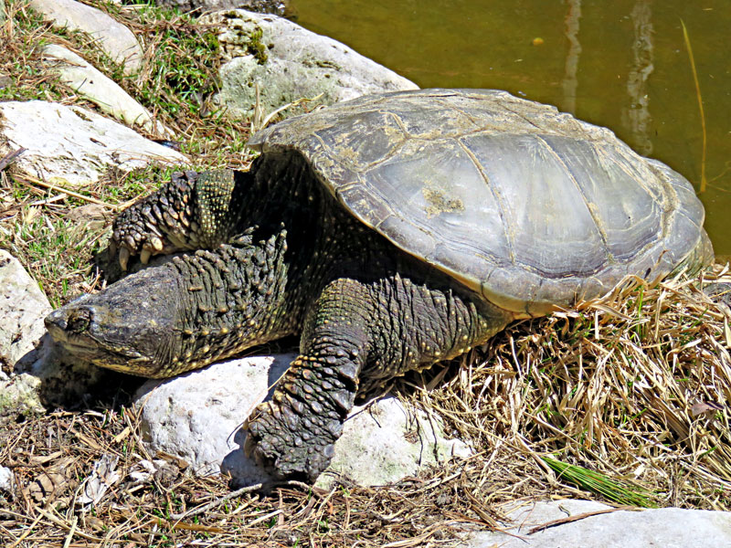 Snapping turtle at GarLyn Zoo